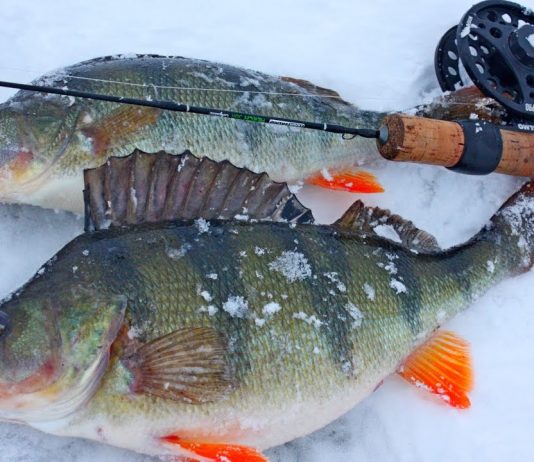 Ловля окуня осенью