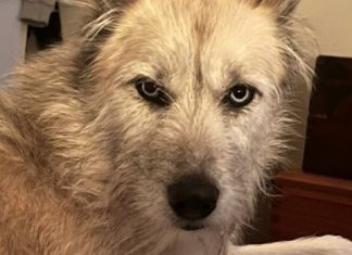 Десять порад, як заспокоїти вихованців під час обстрілів