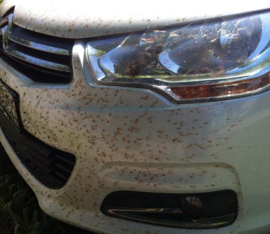Чотири простих способи усунути сліди комах з кузова автомобіля