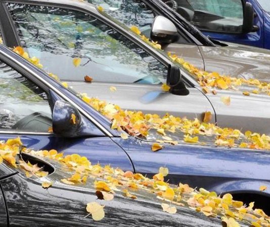 В автошколі пояснили, в чому полягає основна небезпека опалого листя для водіїв В автошколі пояснили, в чому полягає основна небезпека опалого листя для водіїв