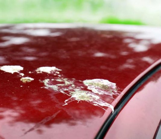 Названо колір авто які найчастіше піддаються атакам пташиного посліду