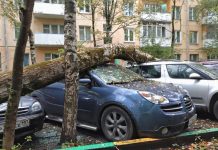Юристи пояснили, хто компенсує збитки від падіння дерева на авто у дворі