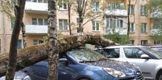 Юристи пояснили, хто компенсує збитки від падіння дерева на авто у дворі