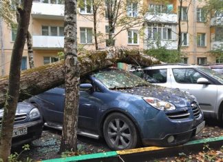 Юристи пояснили, хто компенсує збитки від падіння дерева на авто у дворі