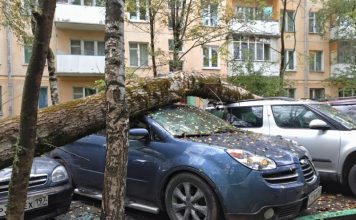 Юристи пояснили, хто компенсує збитки від падіння дерева на авто у дворі