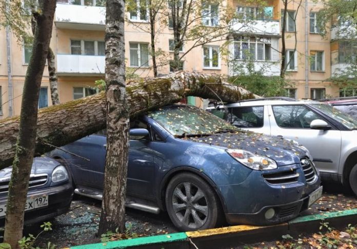 Юристи пояснили, хто компенсує збитки від падіння дерева на авто у дворі