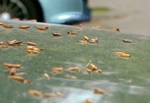 Чим небезпечні тополині бруньки для автомобіля — три важливі факти