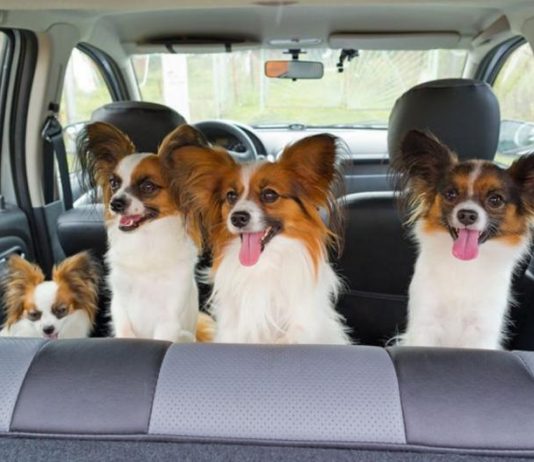 Залишення тварин у гарячій машині може коштувати власнику штрафу чи тюрми Залишення тварин у гарячій машині може коштувати власнику штрафу чи тюрми