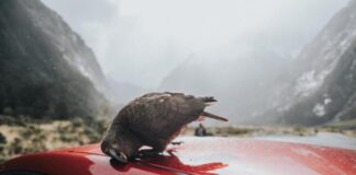 Які автомобілі найчастіше «мітять» птахи: дослідження