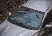 Які кольори авто приваблюють птахів і як захистити фарбу
