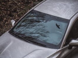 Які кольори авто приваблюють птахів і як захистити фарбу