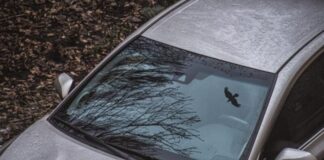 Які кольори авто приваблюють птахів і як захистити фарбу