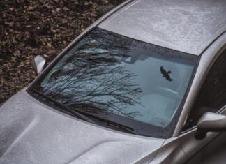 Які кольори авто приваблюють птахів і як захистити фарбу