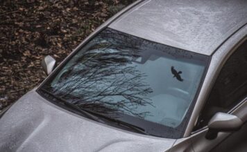 Які кольори авто приваблюють птахів і як захистити фарбу