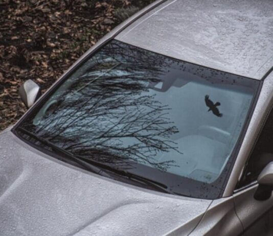 Які кольори авто приваблюють птахів і як захистити фарбу