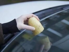 Старий водійський лайфхак: як картопля допомагає склу в дощ Старий водійський лайфхак: як картопля допомагає склу в дощ