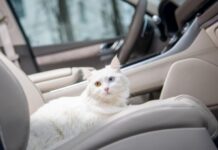 Що не можна залишати у машині взимку Що не можна залишати у машині взимку