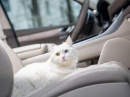 Що не можна залишати у машині взимку Що не можна залишати у машині взимку