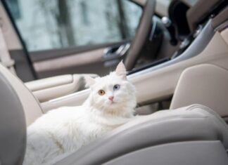 Що не можна залишати у машині взимку Що не можна залишати у машині взимку