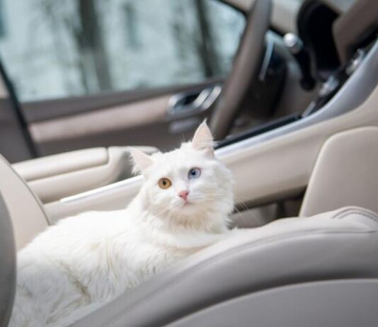 Що не можна залишати у машині взимку Що не можна залишати у машині взимку