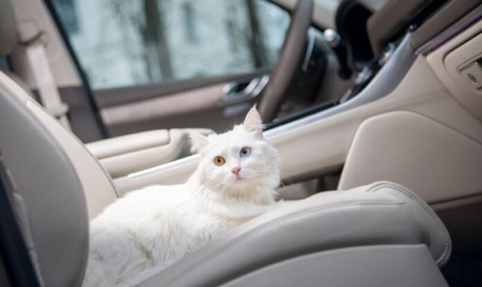 Screenshot_31 Що не можна залишати у машині взимку